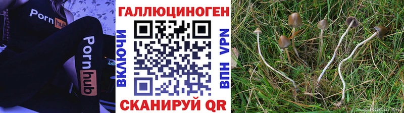 kraken tor  это наркотические препараты  Галлюциногенные грибы Magic Shrooms  Староминская 